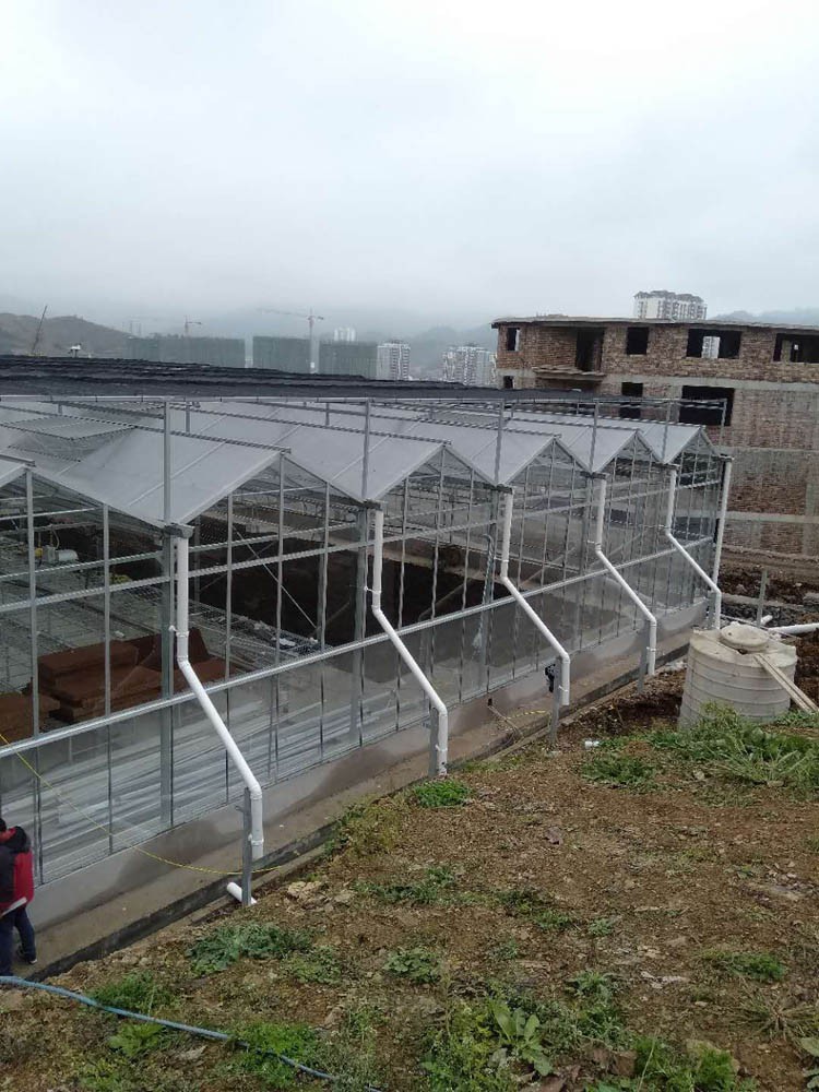 What plants are suitable for growing in an indoor greenhouse