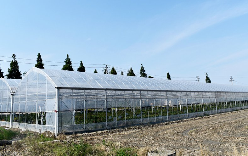 How can smart greenhouses increase lighting How can smart greenhouses increase lighting