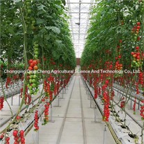 Greenhouse de tomate y pepino